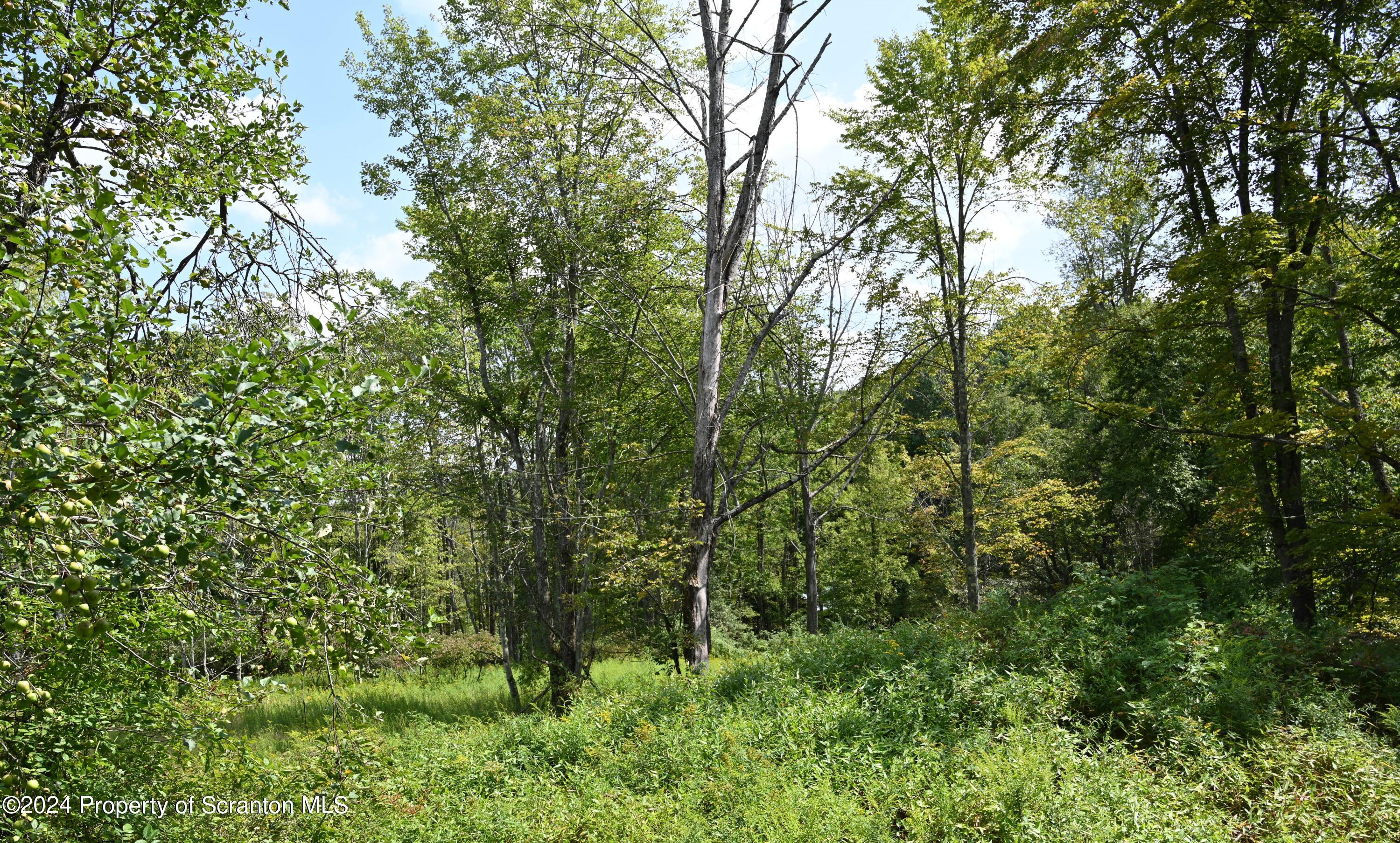 1260 Graham Hollow Road Hallstead, PA 18822 - Photo 3 of 6 a view of a forest with trees in front of it
