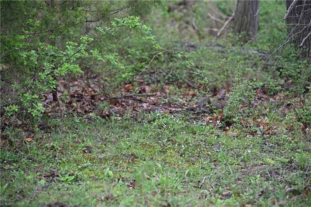 County Road Huntsville, MO 65259 - Photo 10 of 10