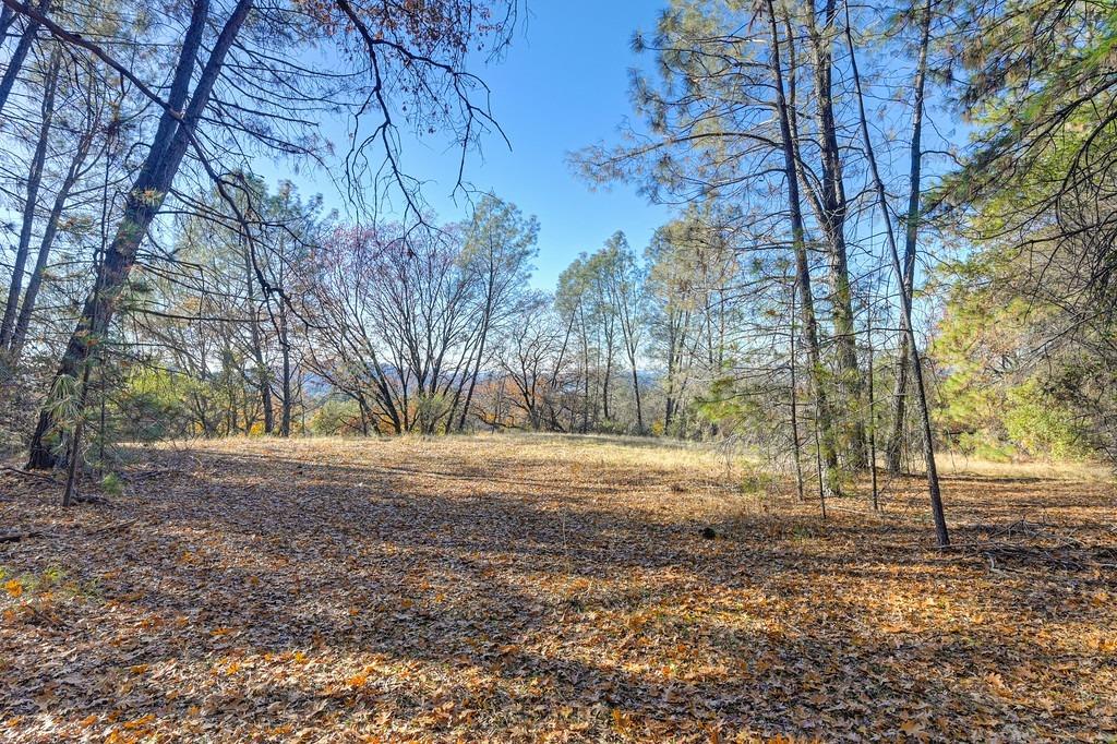 a view of a yard with trees