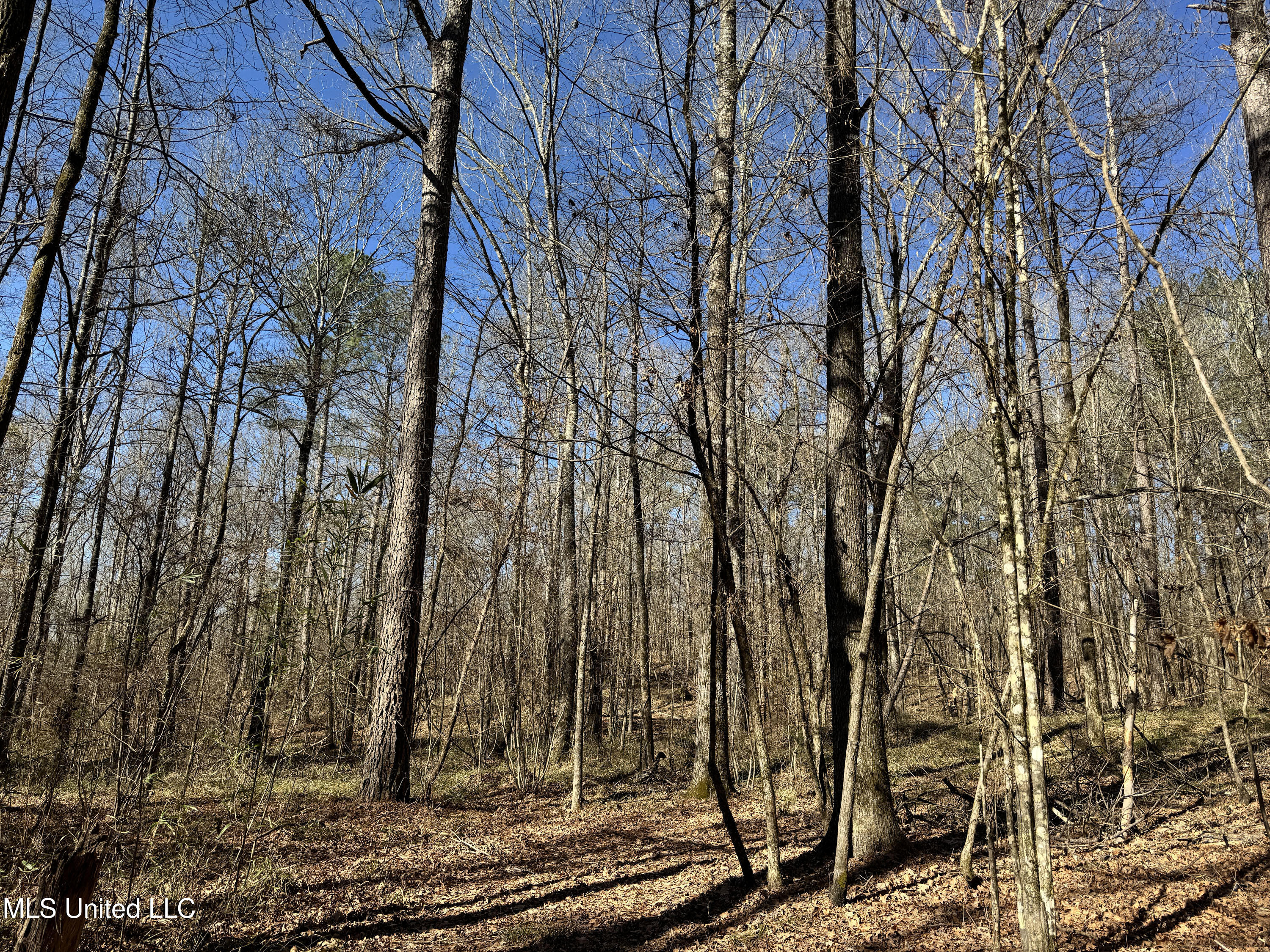 Hickory Ridge Road Hermanville, MS 39086 - Photo 15 of 43 Franklin Post Property-20