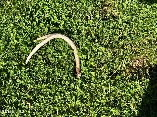 $1,920,000 | Hickory Ridge Road, Hermanville, MS 39086