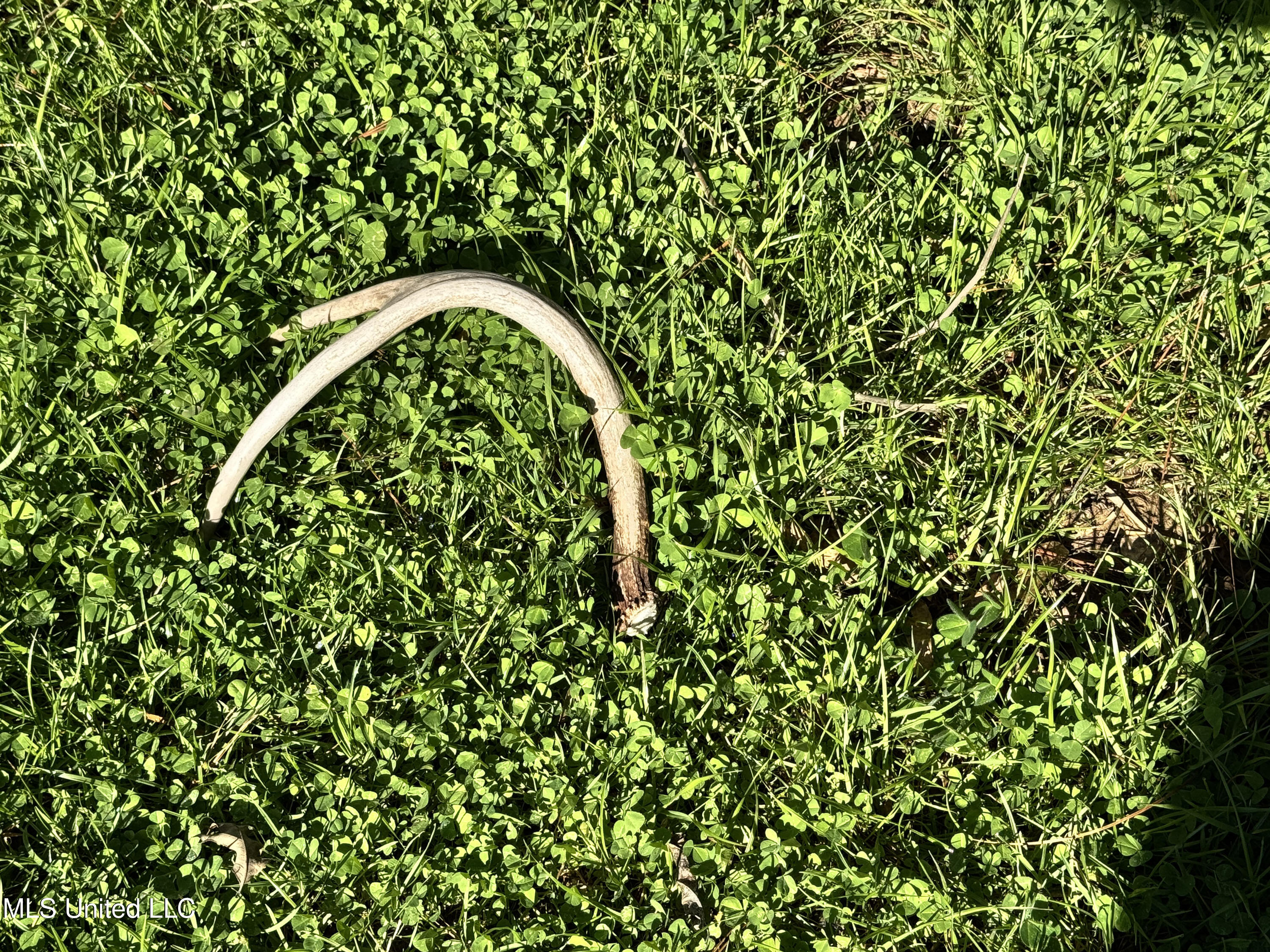 Hickory Ridge Road Hermanville, MS 39086 - Photo 19 of 43 Franklin Post Property-26