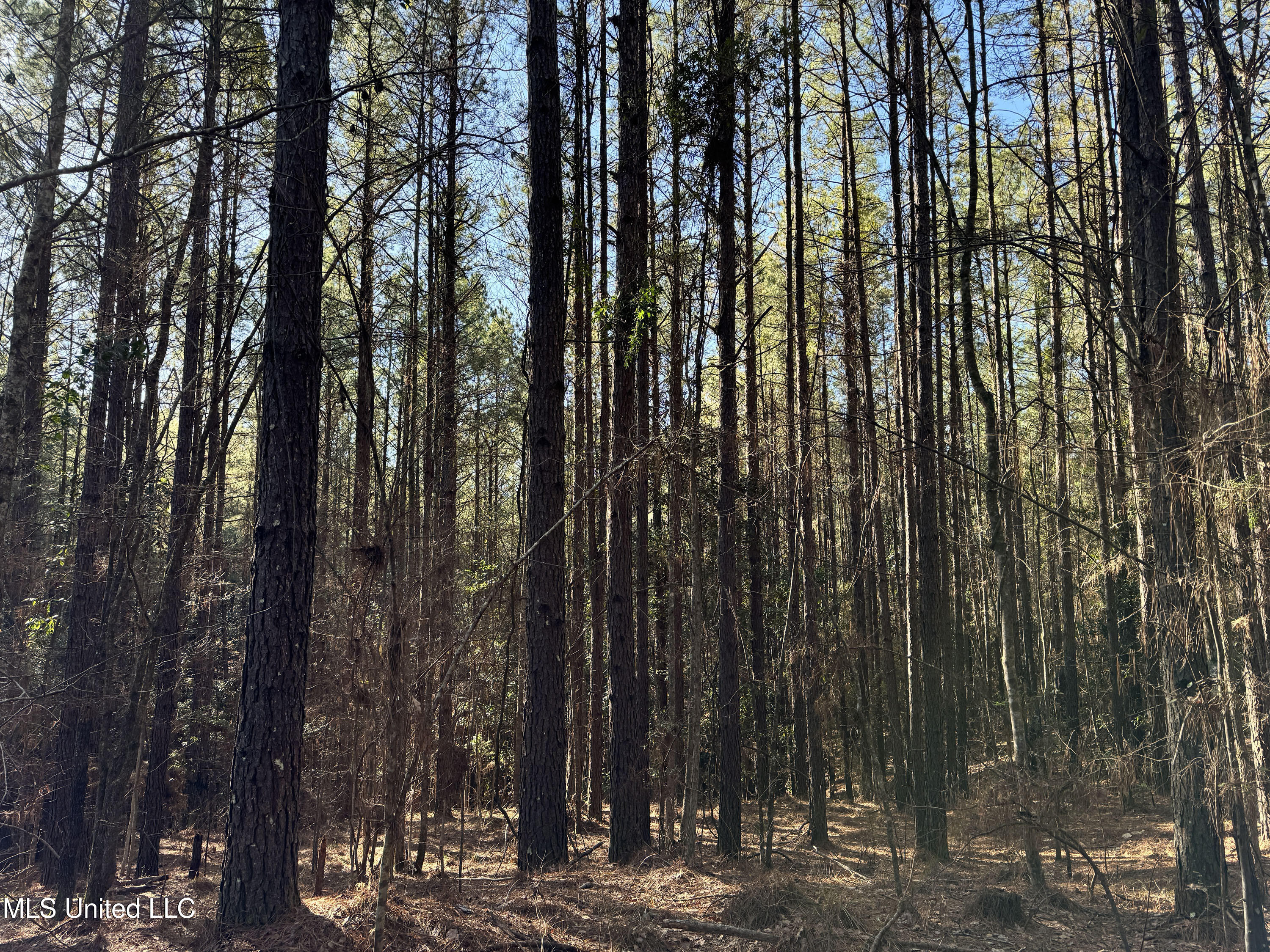 Hickory Ridge Road Hermanville, MS 39086 - Photo 25 of 43 Franklin Post Property-38