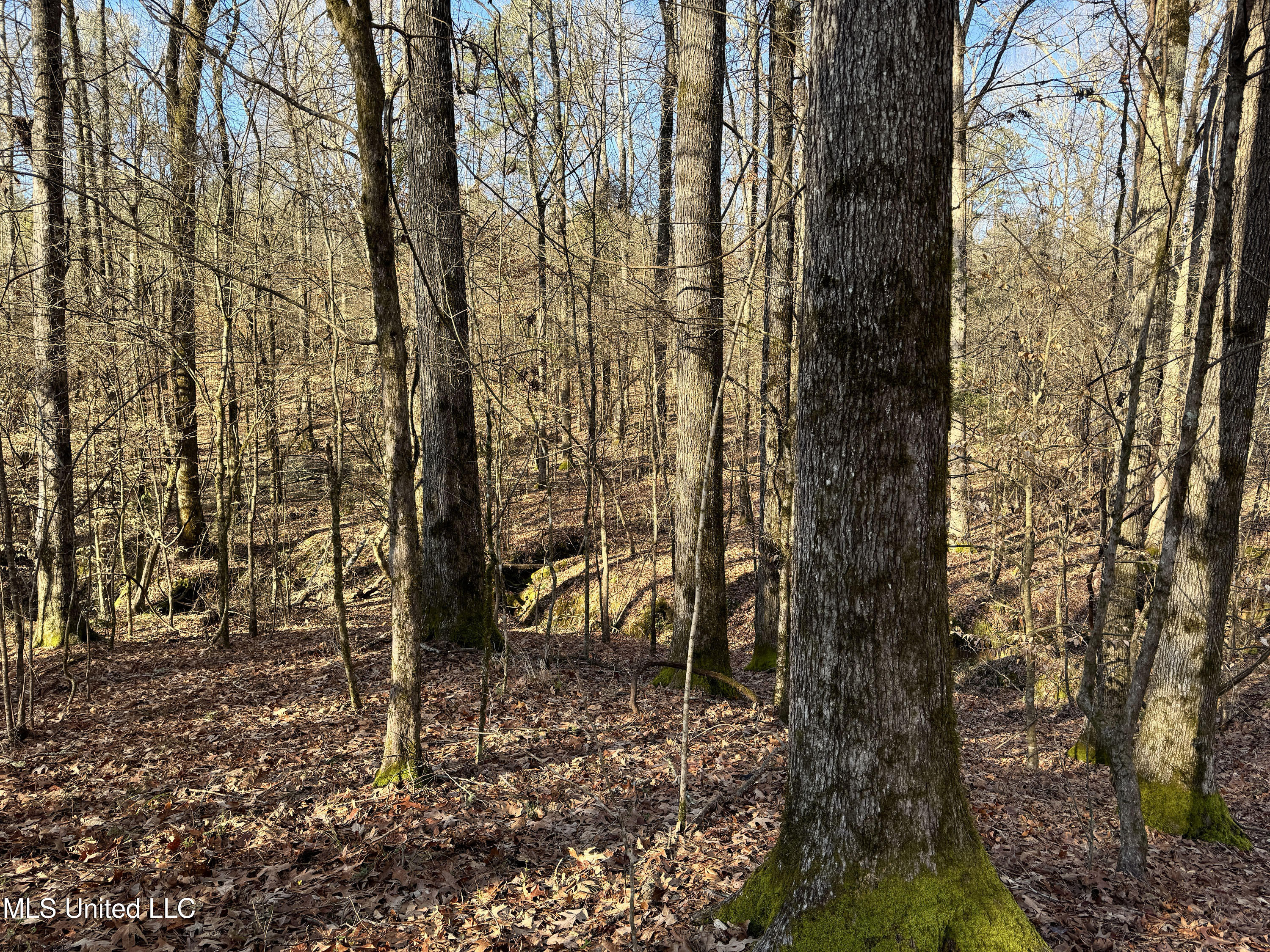 Hickory Ridge Road Hermanville, MS 39086 - Photo 32 of 43 Franklin Post Property-53