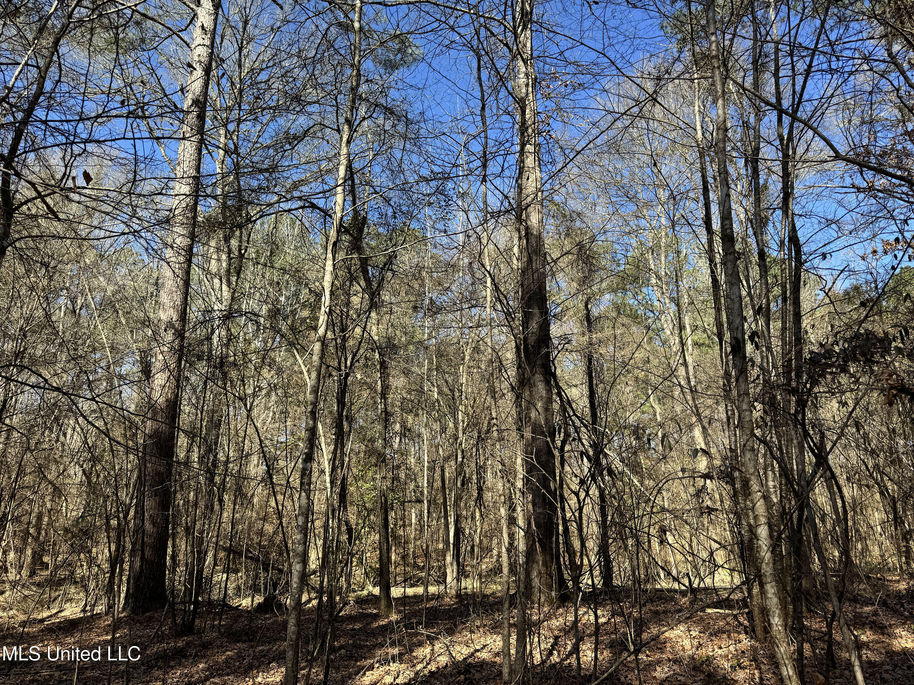 Hickory Ridge Road Hermanville, MS 39086 - Photo 6 of 43 Franklin Post Property-6