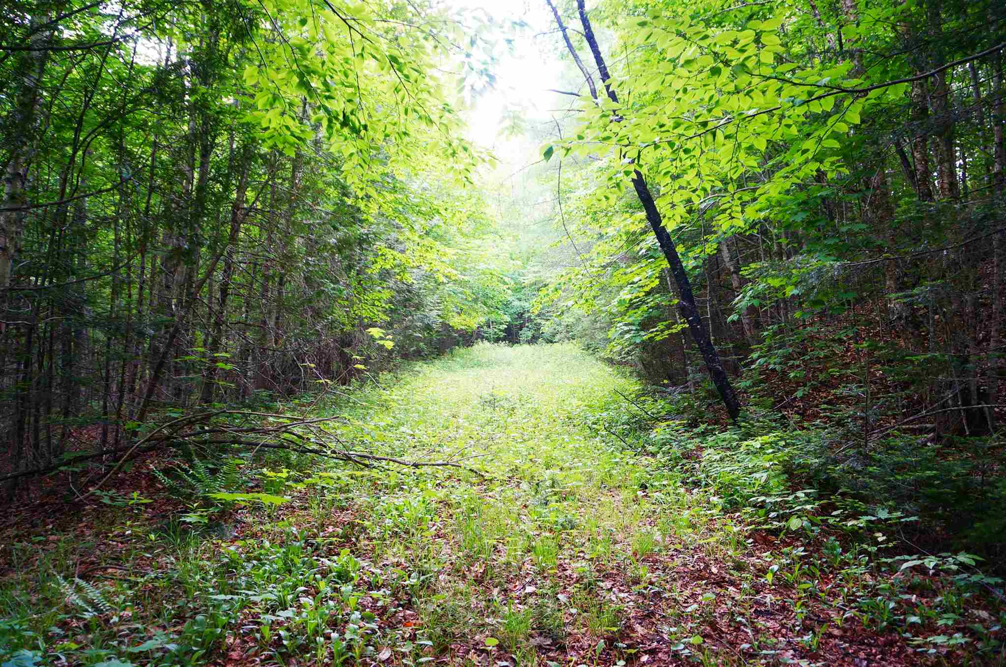 0 Bean Brook Road West Burke, VT 05871 - Photo 3 of 6 Gallery Image 3