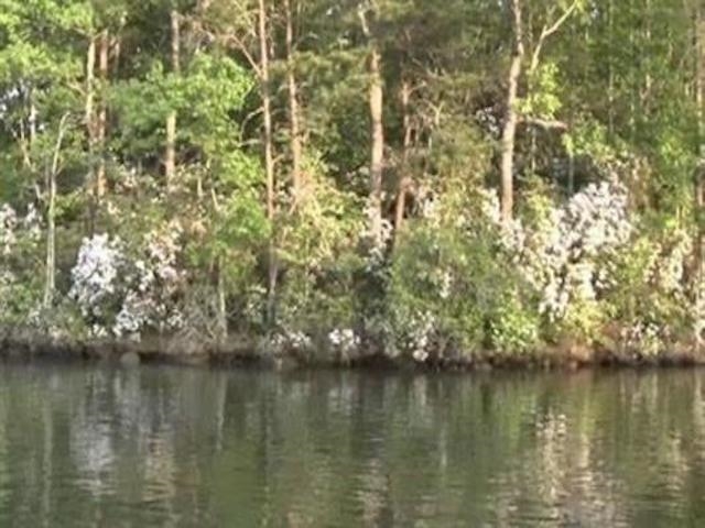 0 Green River Road Chesnee, SC 29323 - Photo 11 of 12