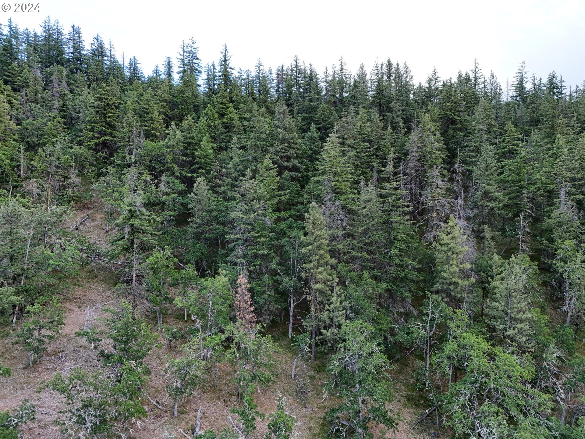 0 Taylor Grade Road Maupin, OR 97037 - Photo 3 of 21 Gallery Image 3