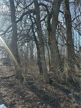 a big tree in the middle of the forest
