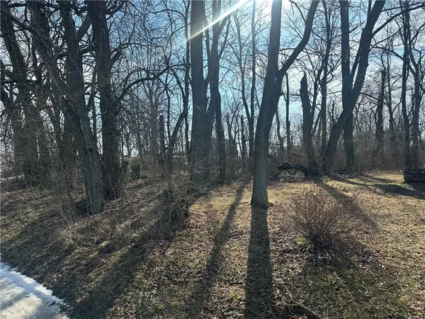 a view of a forest filled with trees