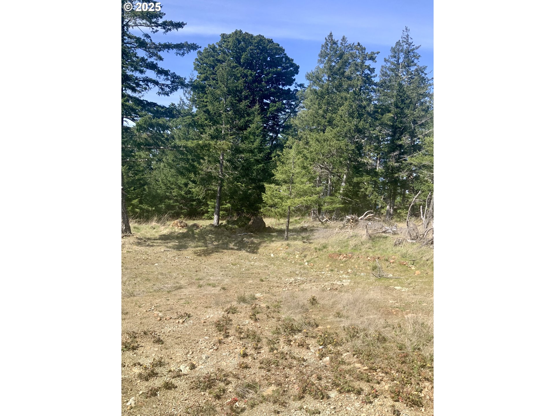 95645 Spirit Ridge Drive Gold Beach, OR 97444 - Photo 18 of 27 a view of a yard with trees in front of it