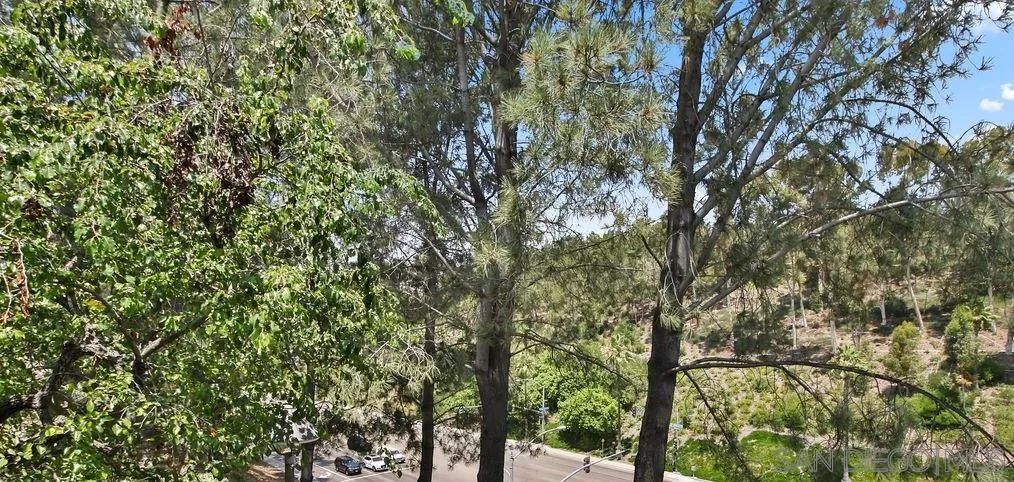 6359 Rancho Mission Road, Unit 7 San Diego, CA 92108 - Photo 16 of 25 a picture of tree