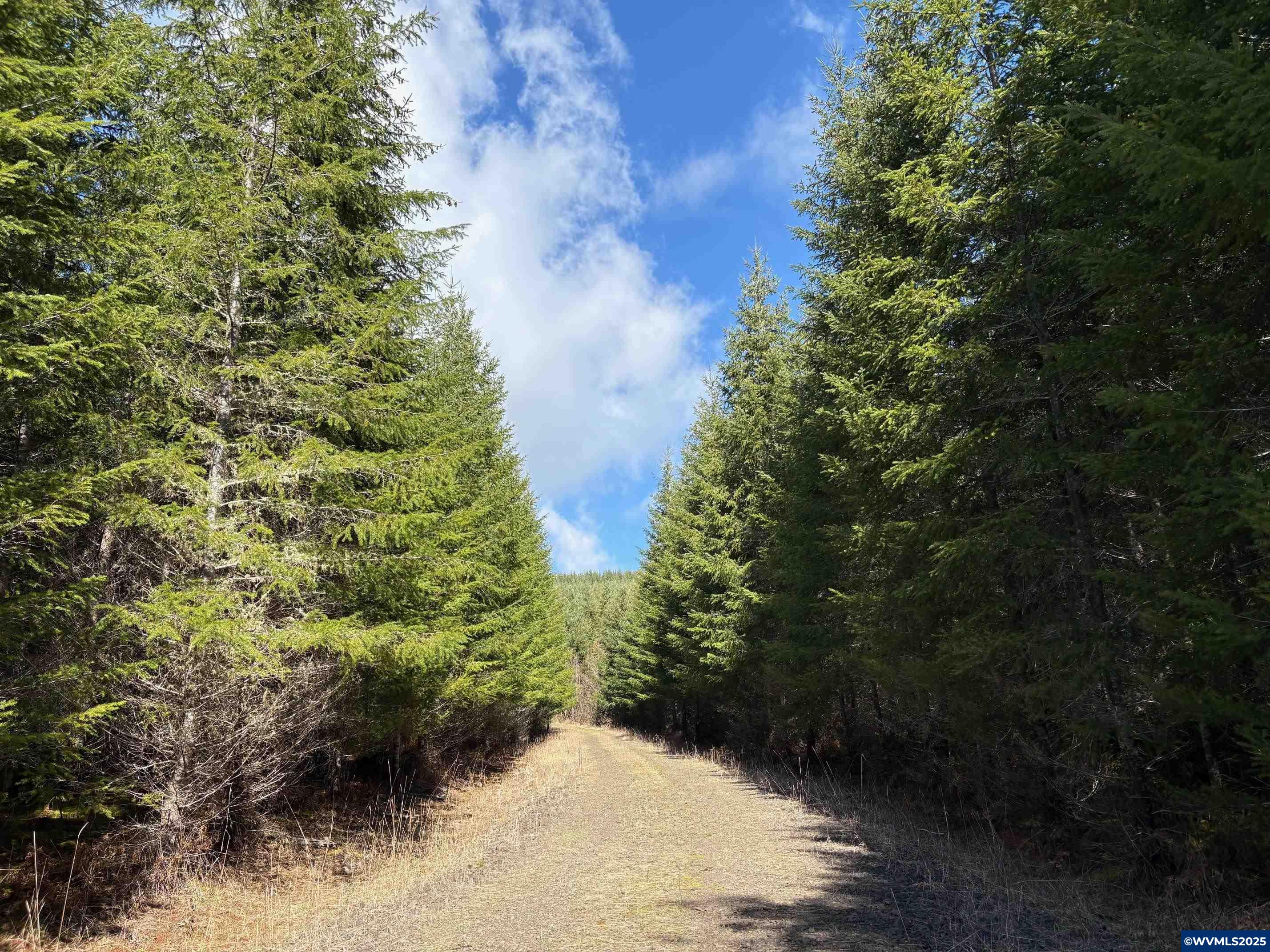 0 Boiler Creek Road Springfield, OR 97478 - Photo 21 of 26