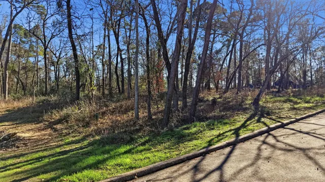 a view of backyard with tree