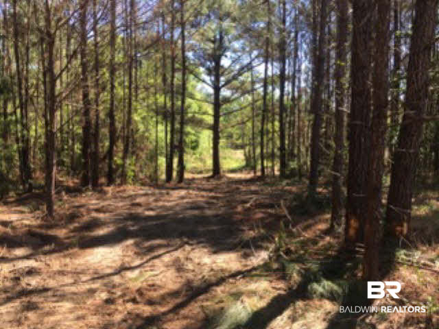 38540 County Road 39 Stapleton, AL 36578 - Photo 5 of 15
