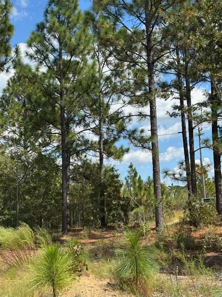 520 Junction City Road Mauk, GA 31058 - Photo 1 of 2 Main View