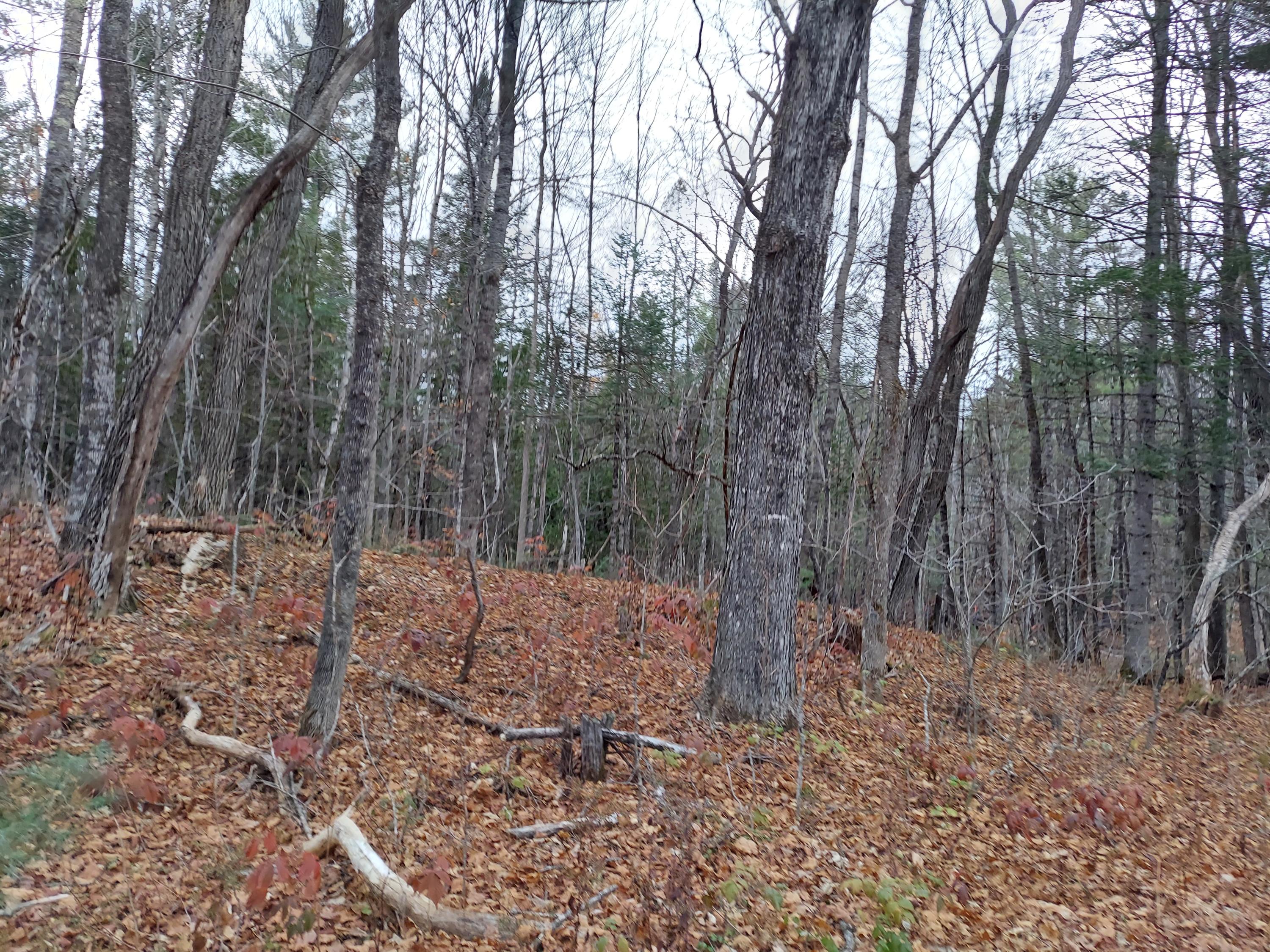 Tbd Muddy Brook Road New Sharon, ME 04955 - Photo 5 of 7 20201027_164434