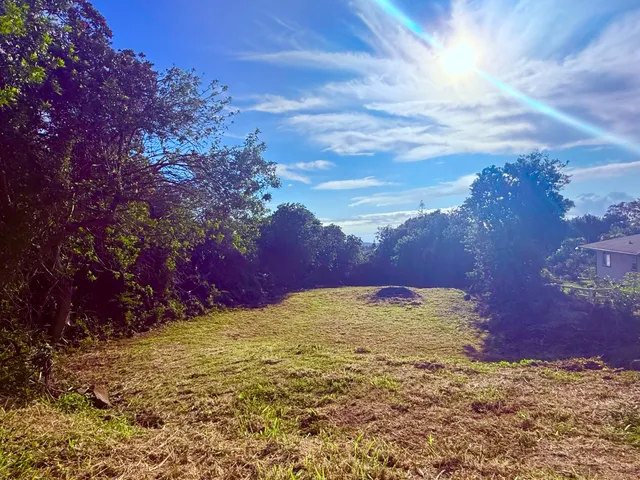 a view of a garden with a tree