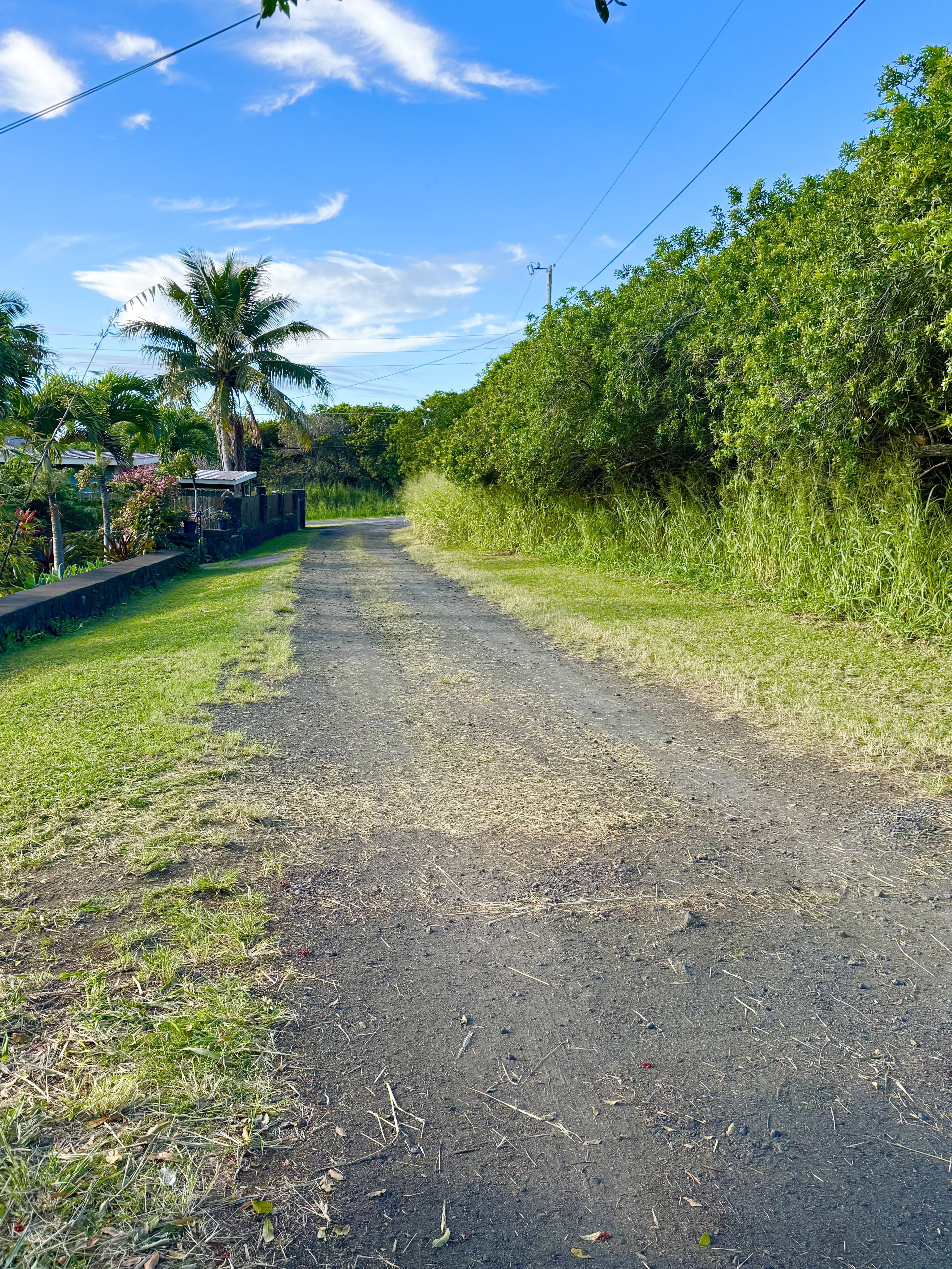 5 Kuamo'o Road Naalehu, HI 96772 - Photo 4 of 6 a view of a garden with a tree