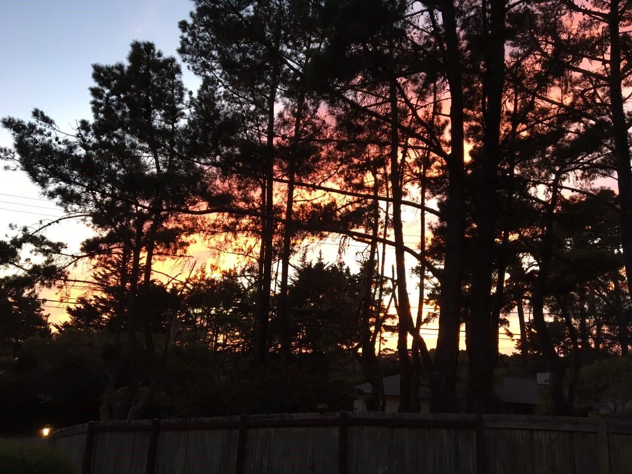 4117 Sunridge Road Pebble Beach, CA 93953 - Photo 29 of 30 a view of tree