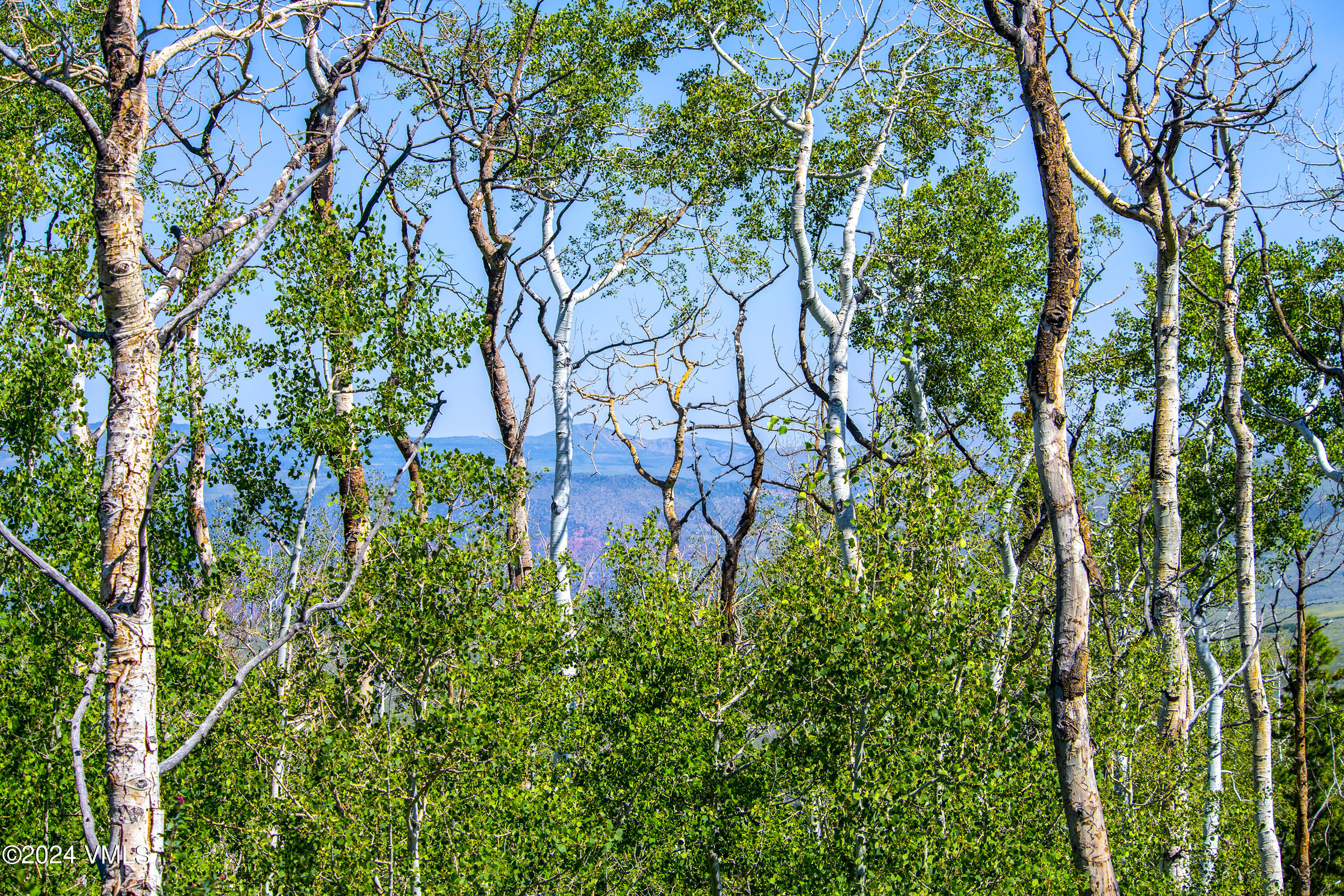 907 Webb Peak Edwards, CO 81632 - Photo 8 of 17 a backyard of a house with lots of green space