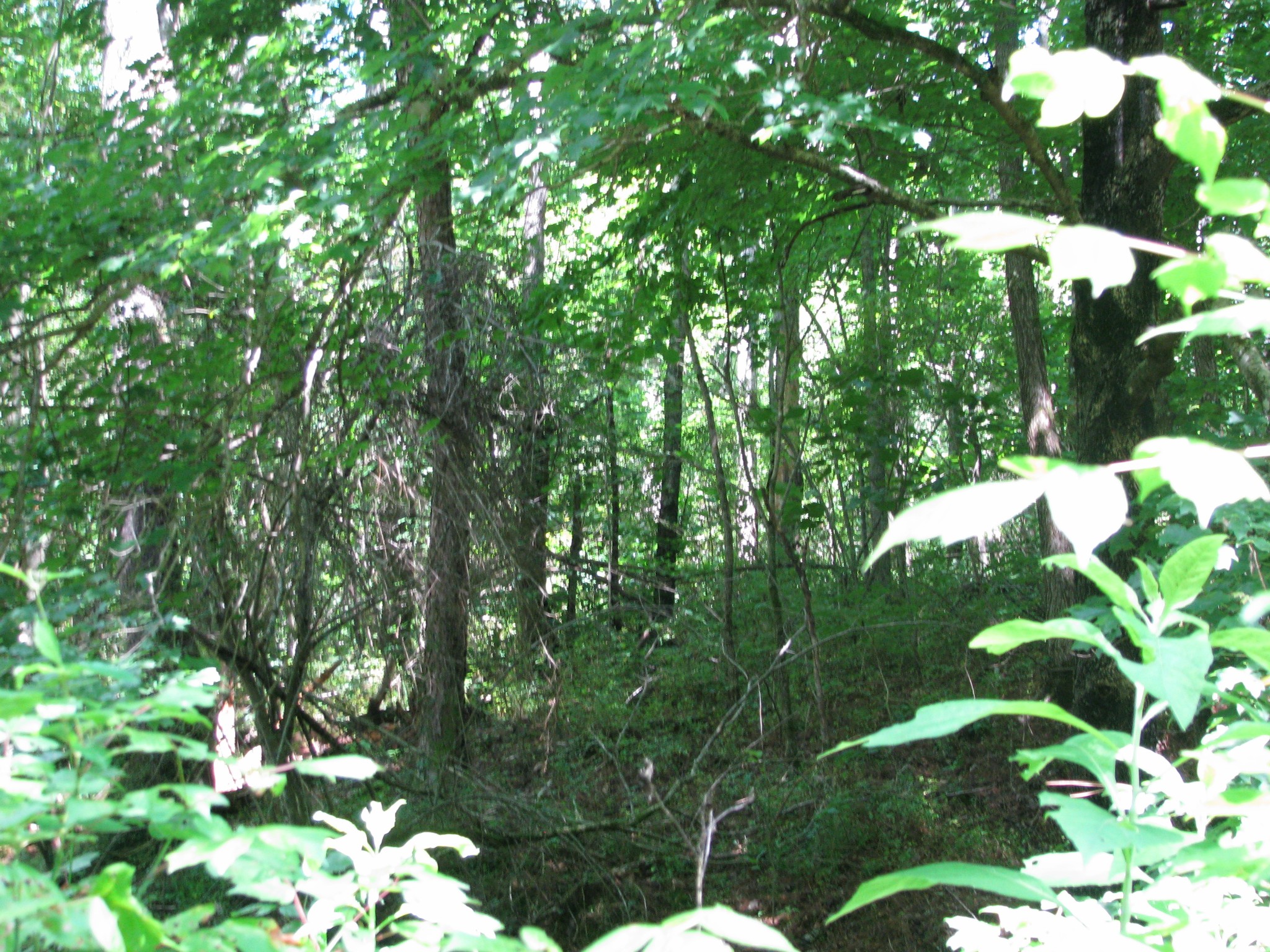 0 Matthews Hollow Road Waverly, TN 37185 - Photo 11 of 19