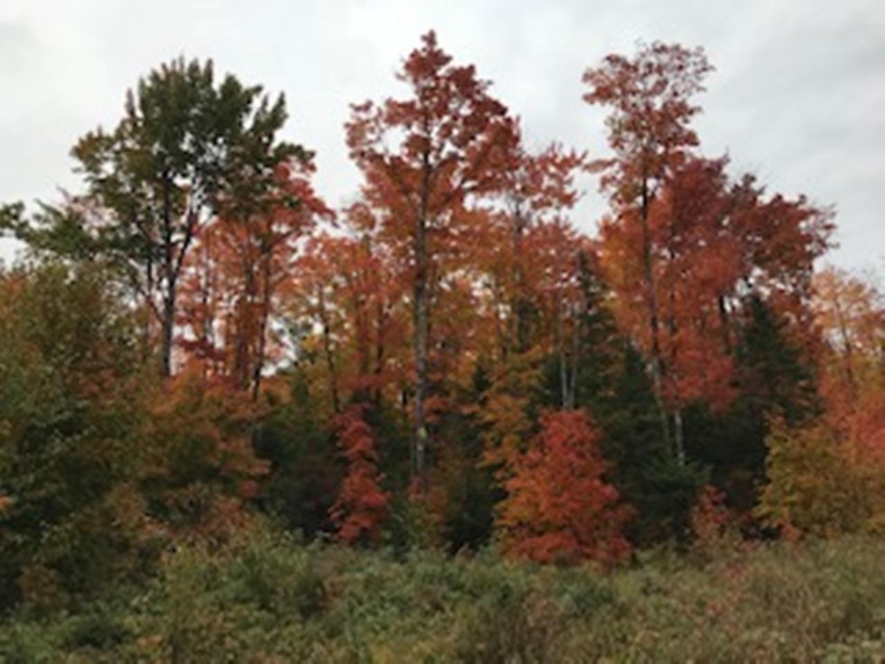 Off Flowage Road, Unit PARCEL C Hurley, WI 54534 - Photo 1 of 11 Gallery Image 1
