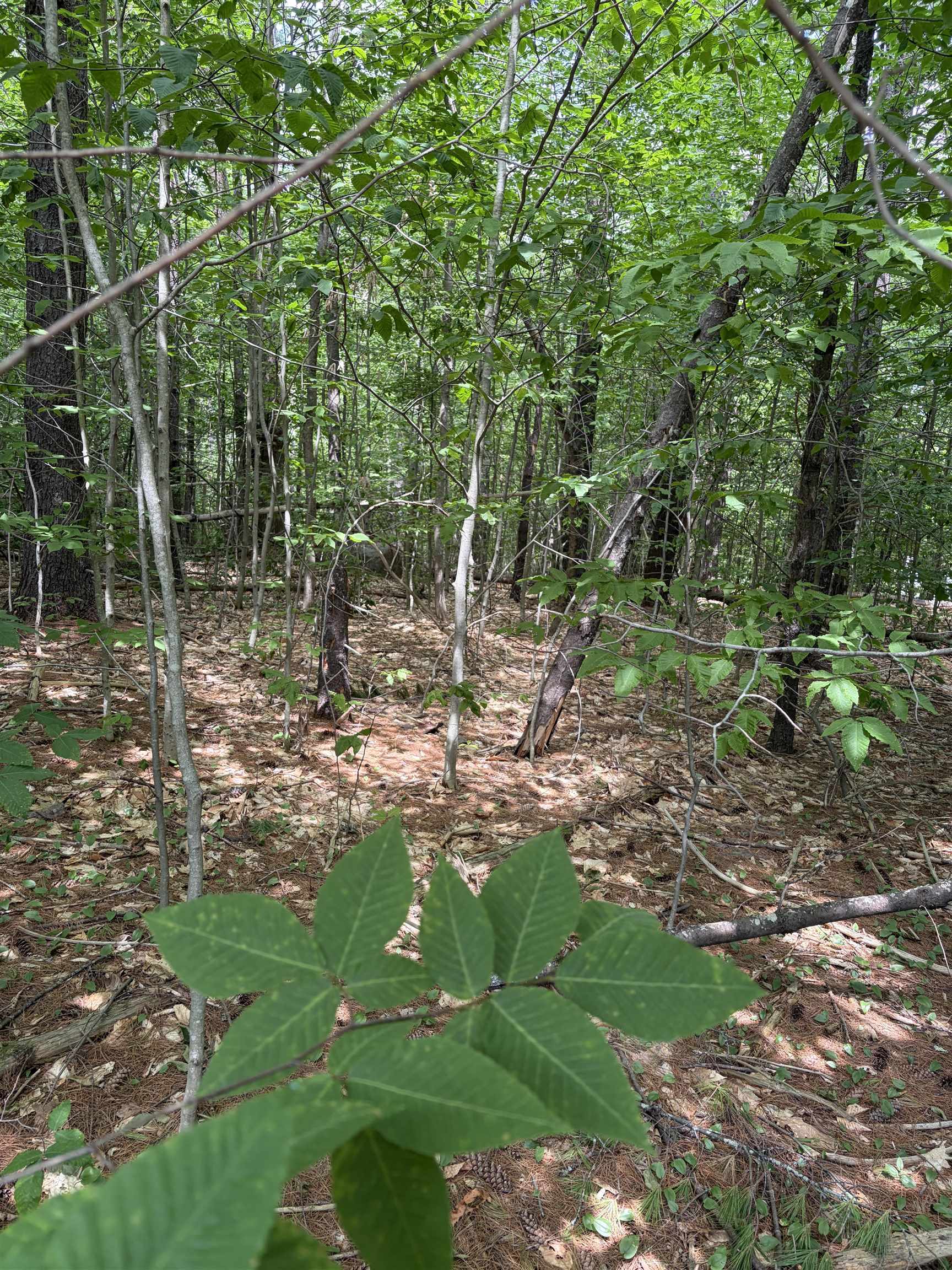 Tbd Mt Surprise Road Intervale, NH 03845 - Photo 2 of 3
