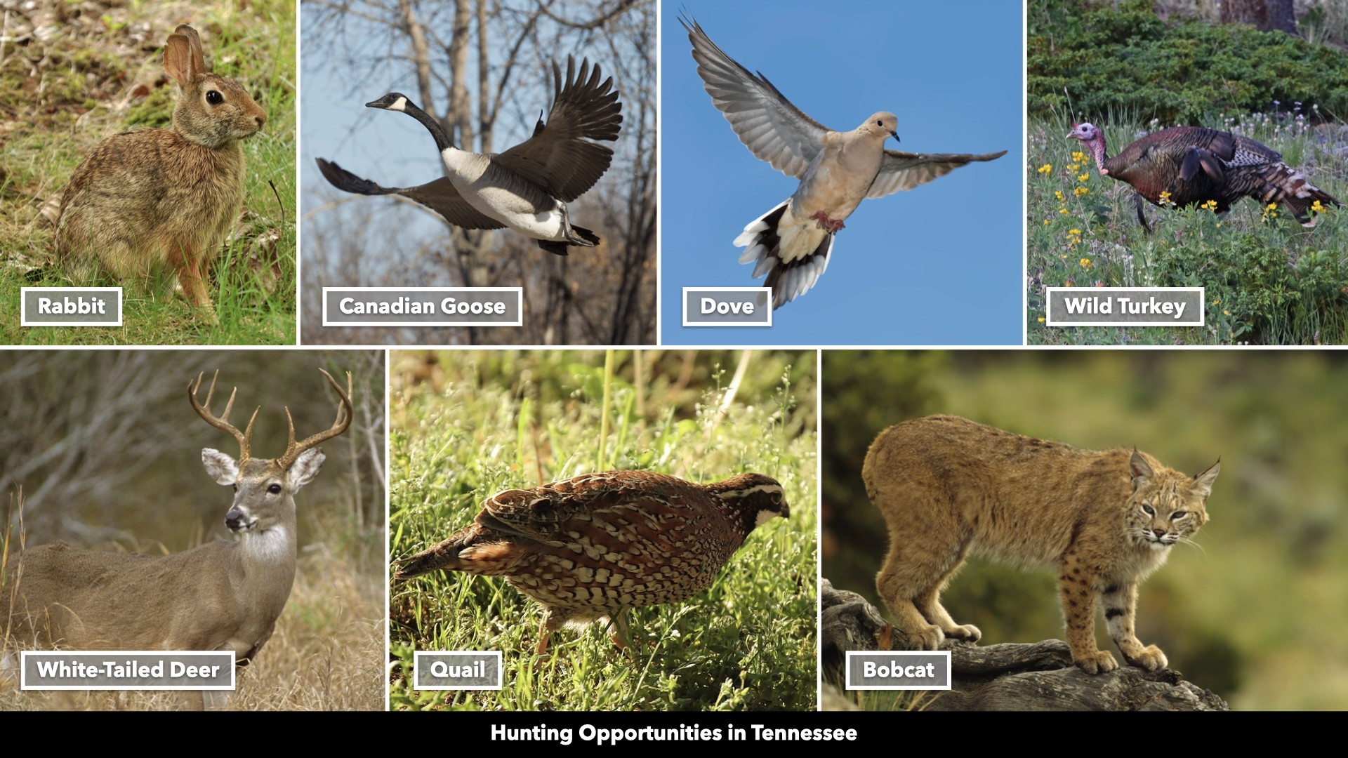 0 Freedom Ridge Indian Mound, TN 37079 - Photo 15 of 51