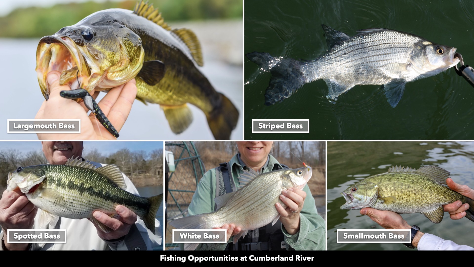 0 Freedom Ridge Indian Mound, TN 37079 - Photo 19 of 51