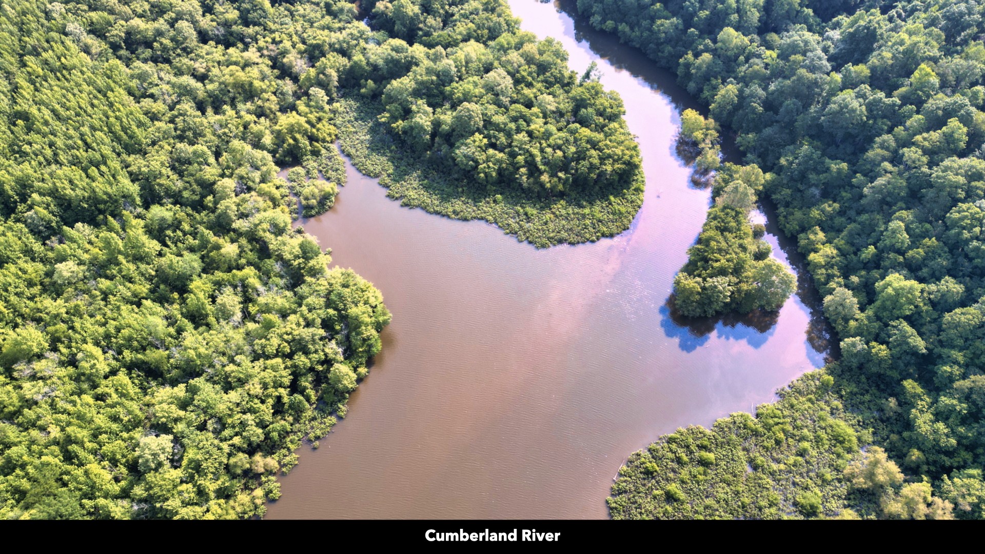 0 Freedom Ridge Indian Mound, TN 37079 - Photo 21 of 51 a view of a plant