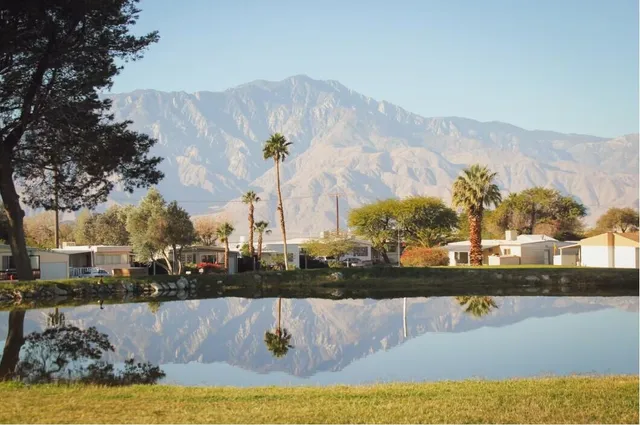 a view of a large trees with lawn chairs
