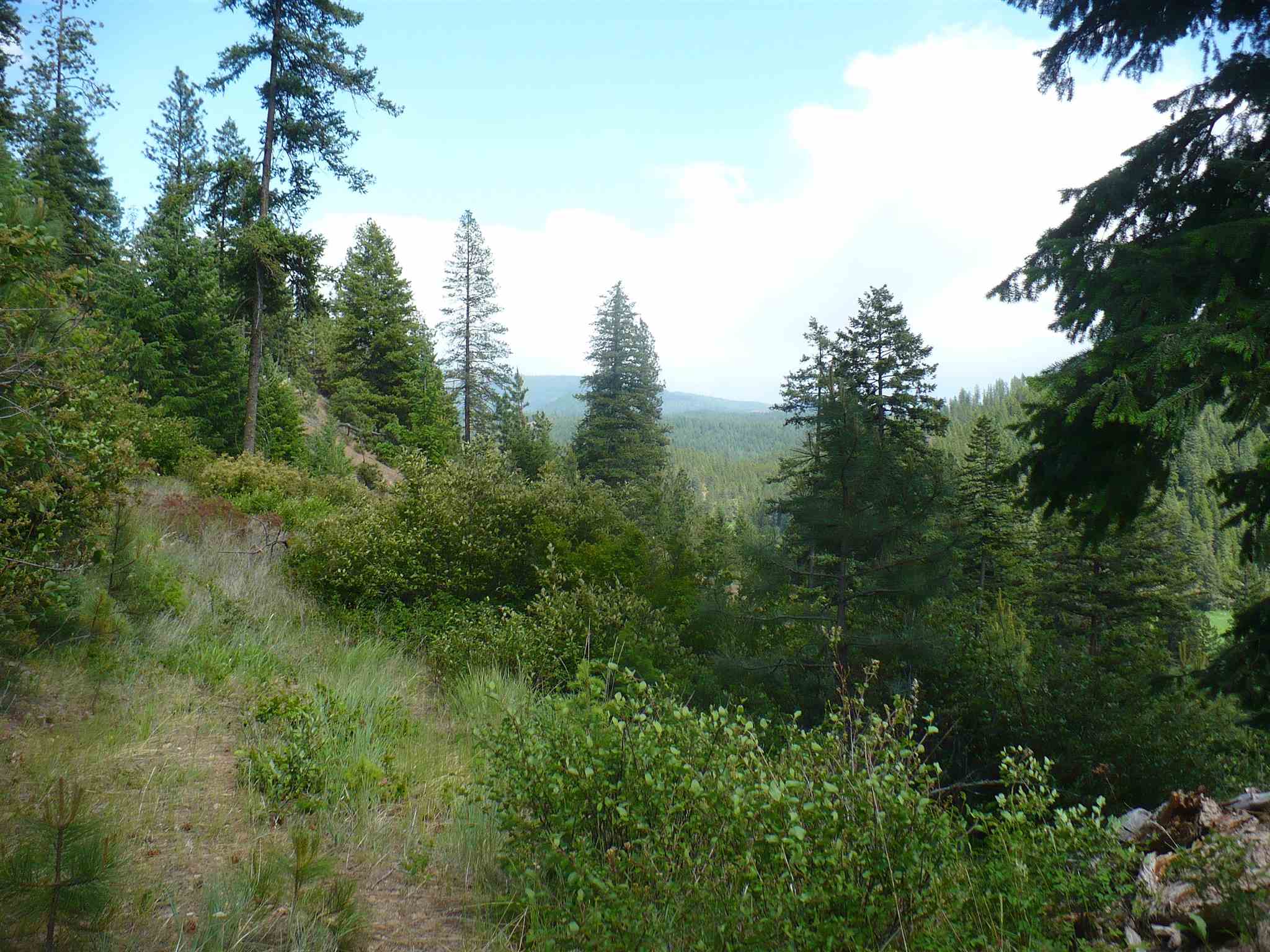 4139 North Deer Lake Road, Unit LOT 5 Loon Lake, WA 99148 - Photo 5 of 16