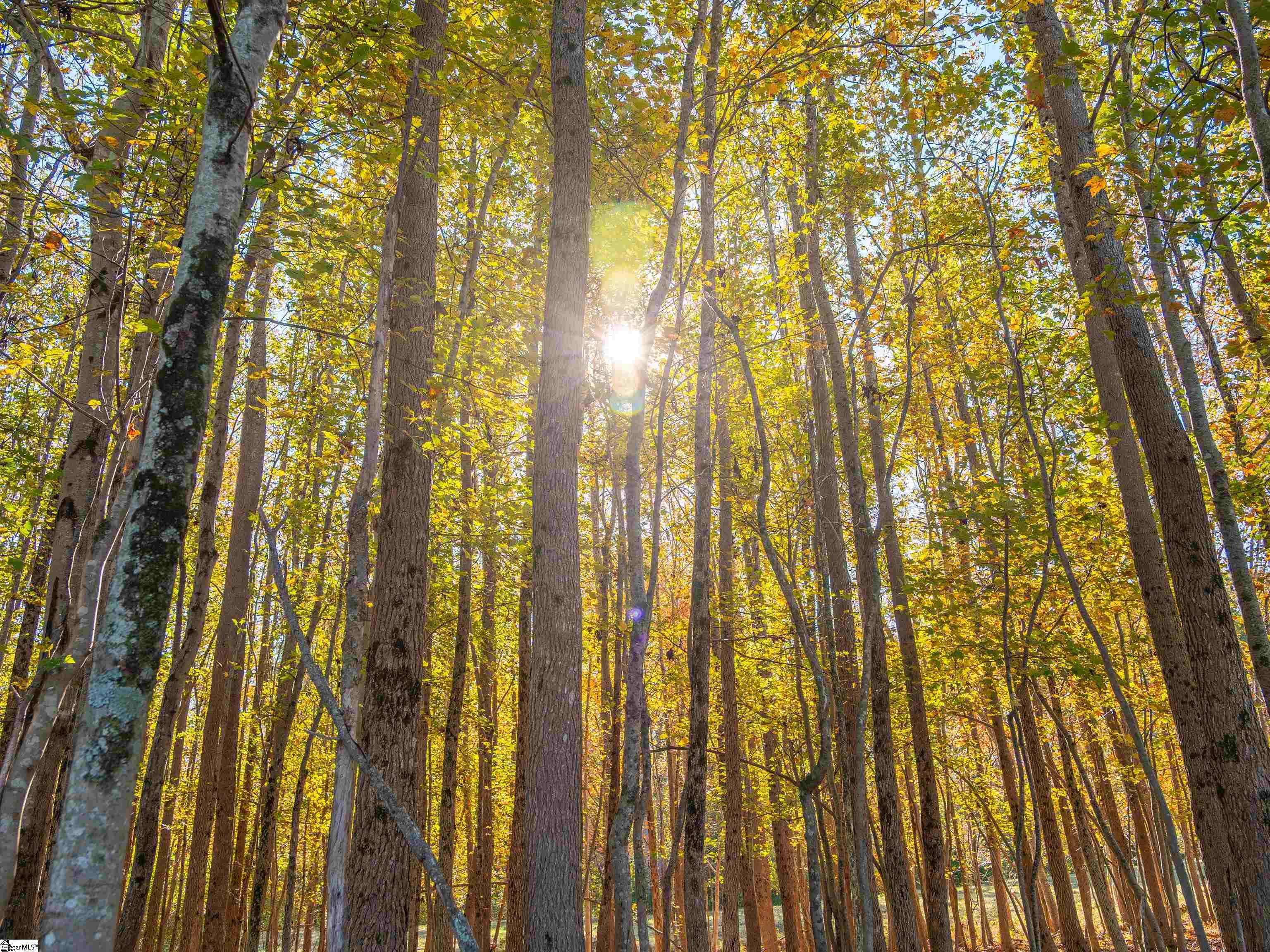 13 Taylor Road, Unit LOT 13 Honea Path, SC 29654 - Photo 40 of 50