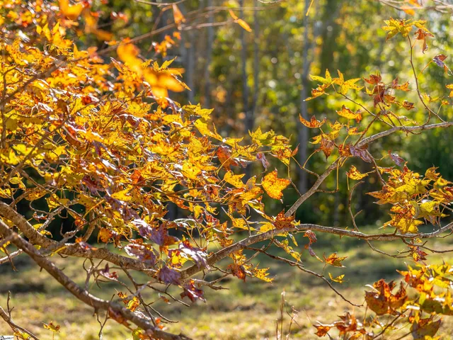 $125,000 | 13 Taylor Road, Unit LOT 13, Honea Path, SC 29654