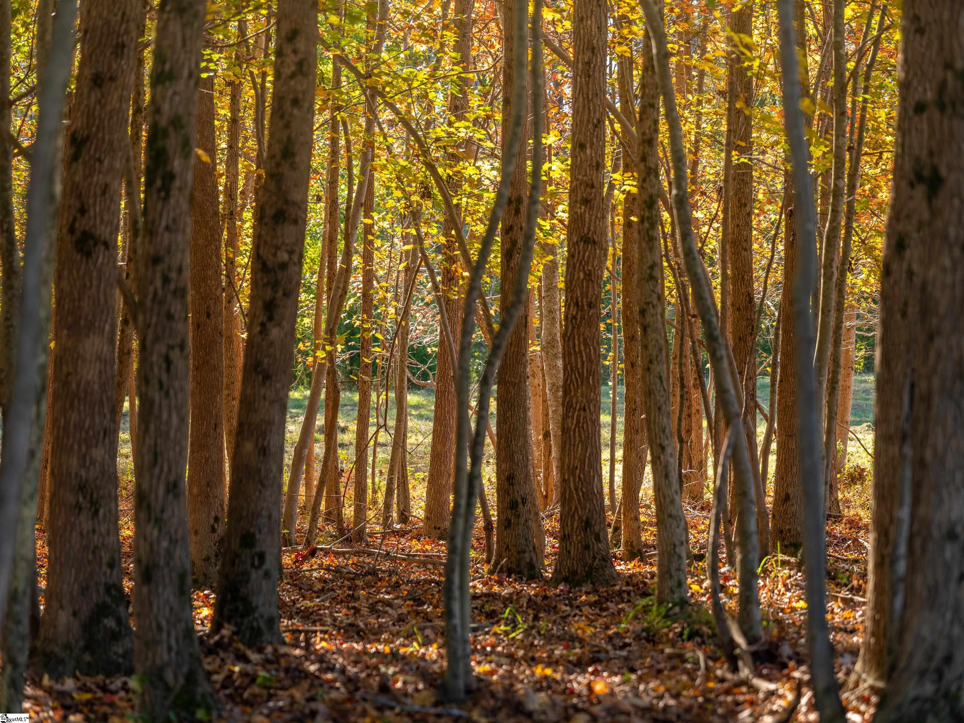 13 Taylor Road, Unit LOT 13 Honea Path, SC 29654 - Photo 5 of 50