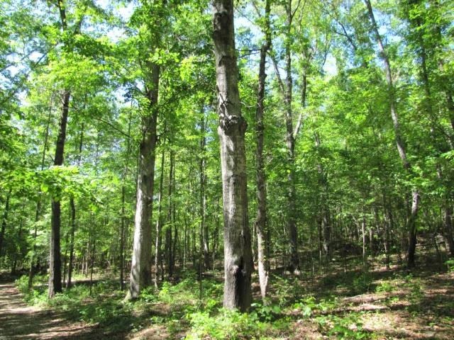 662 Pear Tree Road Auburn, AL 36830 - Photo 6 of 24 Gallery Image 6
