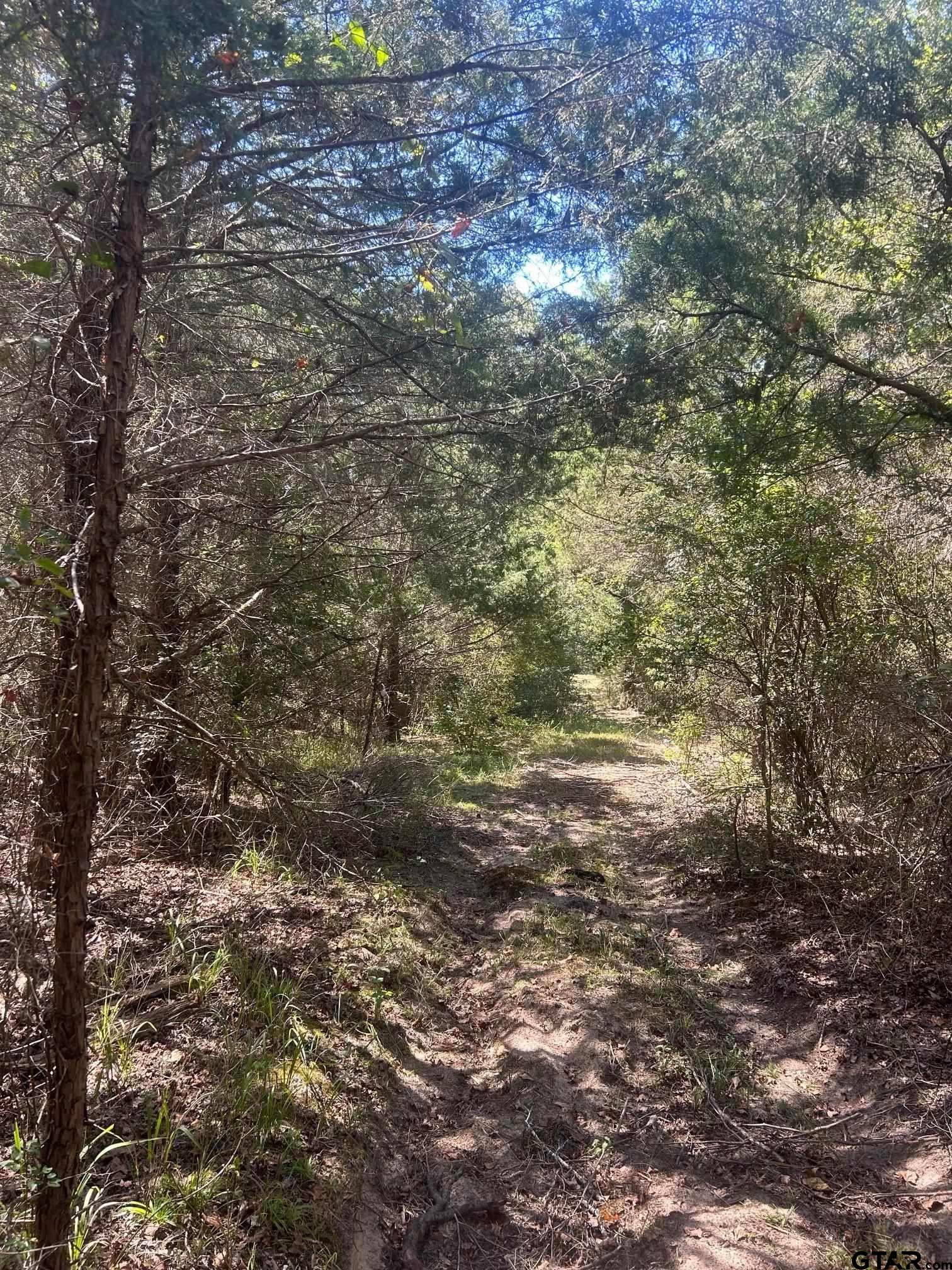 607 S Murchison, TX 75778 - Photo 6 of 9 a view of a yard with a tree