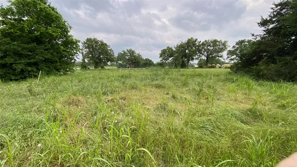 a view of a yard with plants and large trees