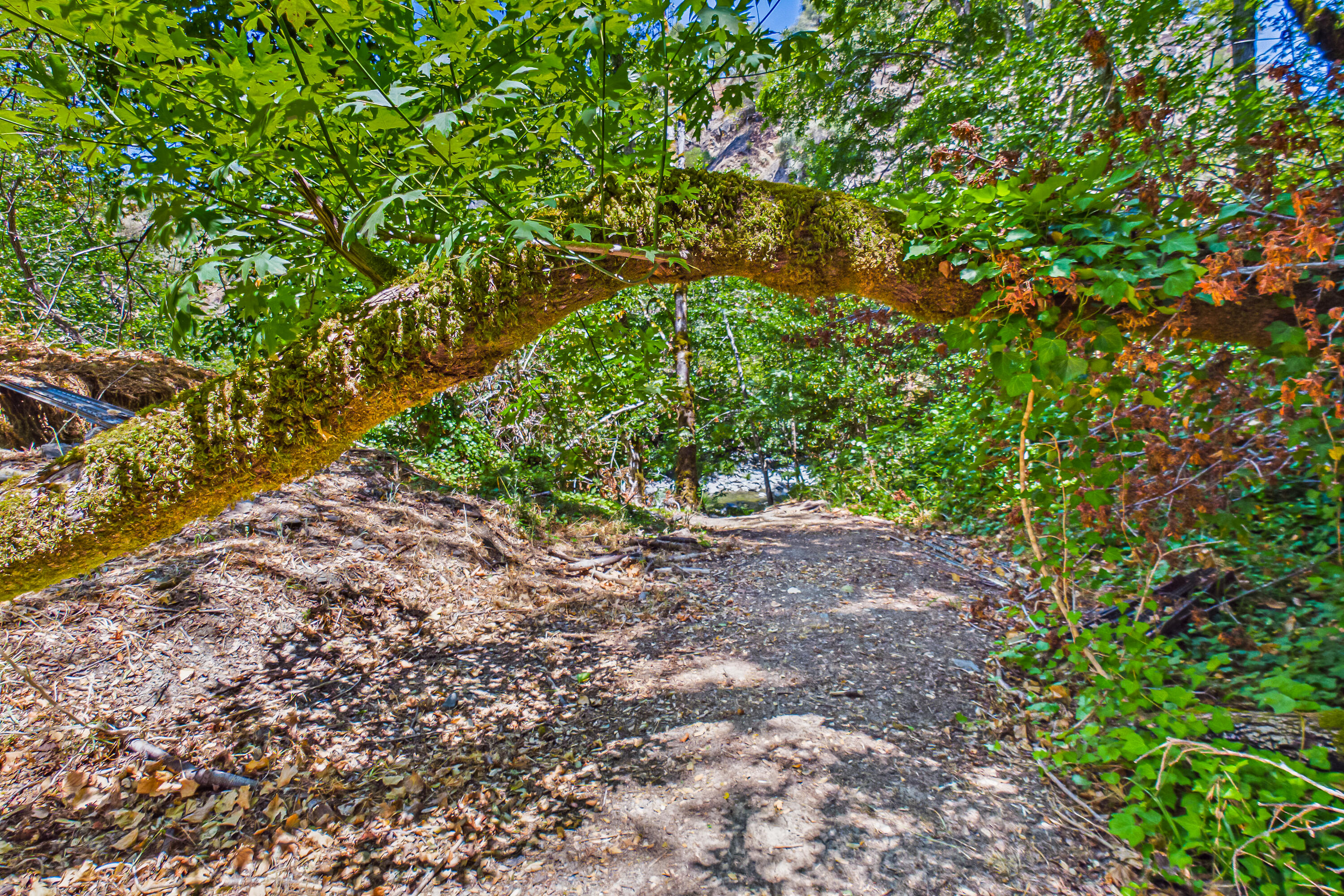 1250 Zenia Bluff Road Alderpoint, CA 95511 - Photo 49 of 73