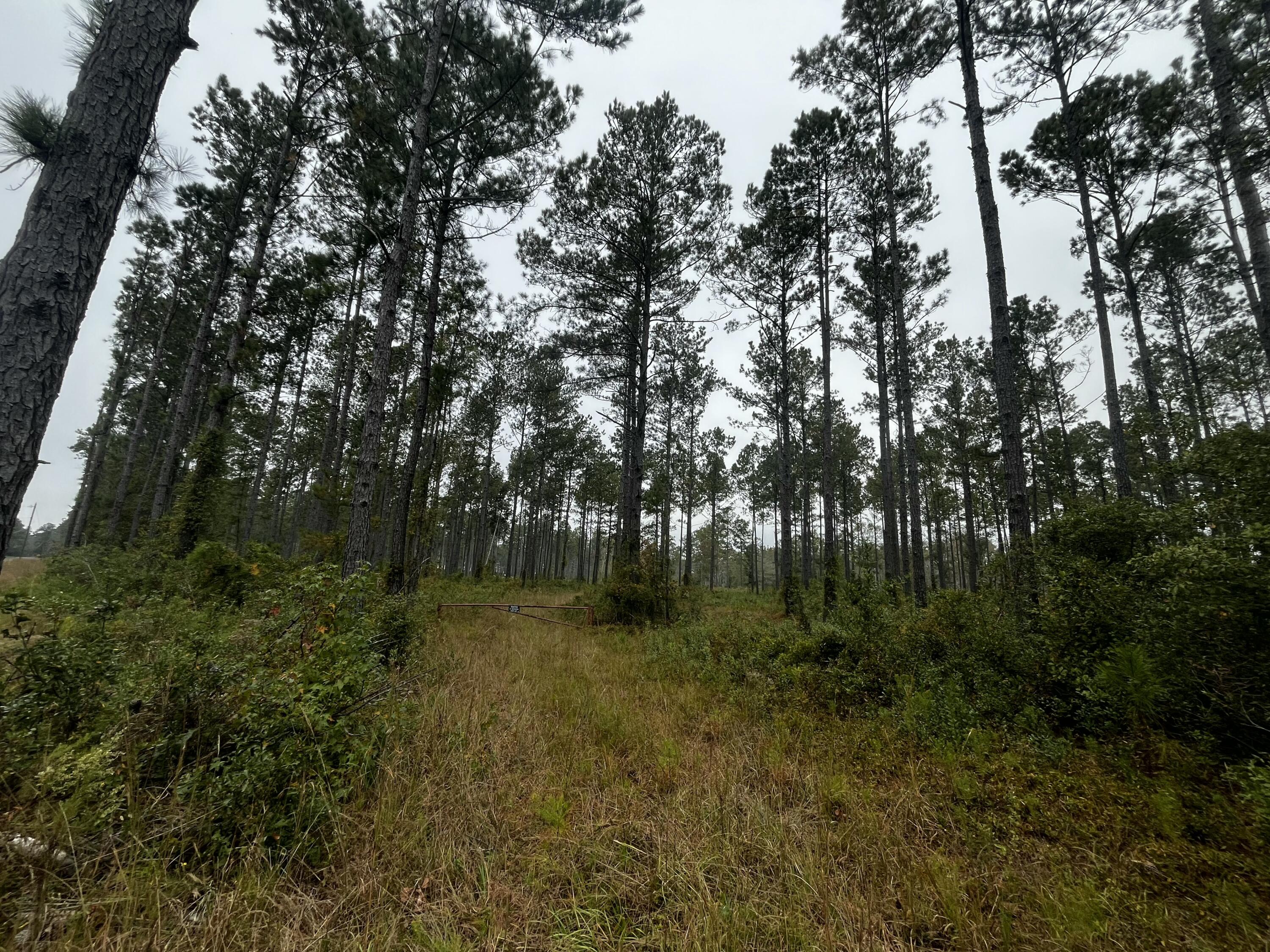 0 Peniel Road Walterboro, SC 29488 - Photo 9 of 15 2 (9)