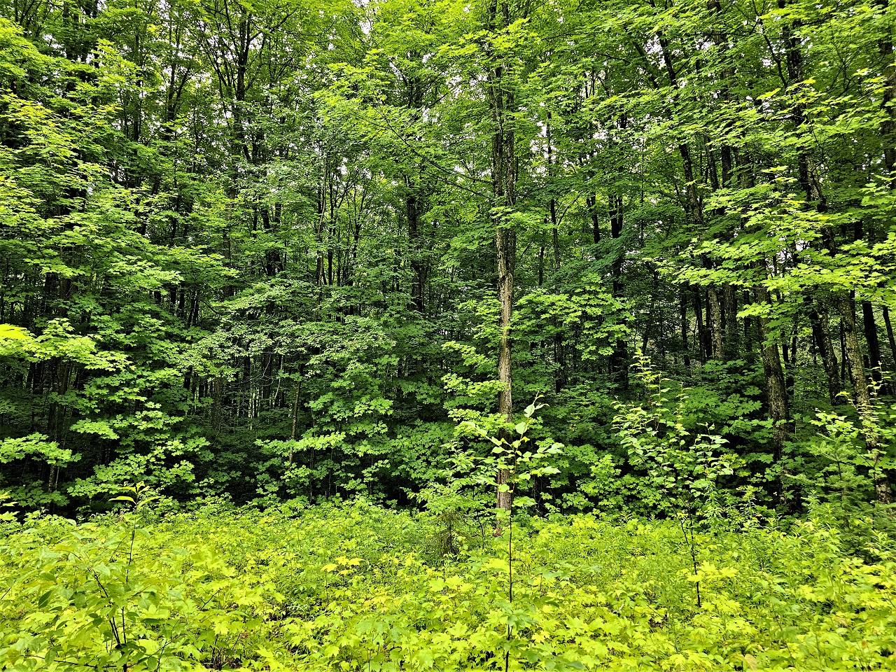 Lot 5 Lake Six Road Hurley, WI 54534 - Photo 8 of 13 Gallery Image 8