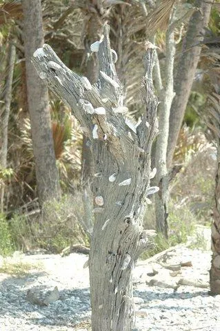 $949,480 | 7 Gun Bluff Road, Edisto Island, SC 29438