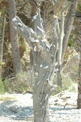 7 Gun Bluff Road Edisto Island, SC 29438 - Photo 57 of 61 Edisto_9-09-016