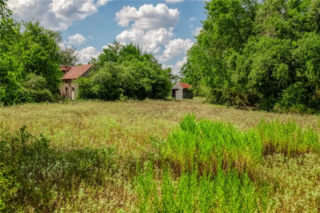 a view of a yard with plants and large trees