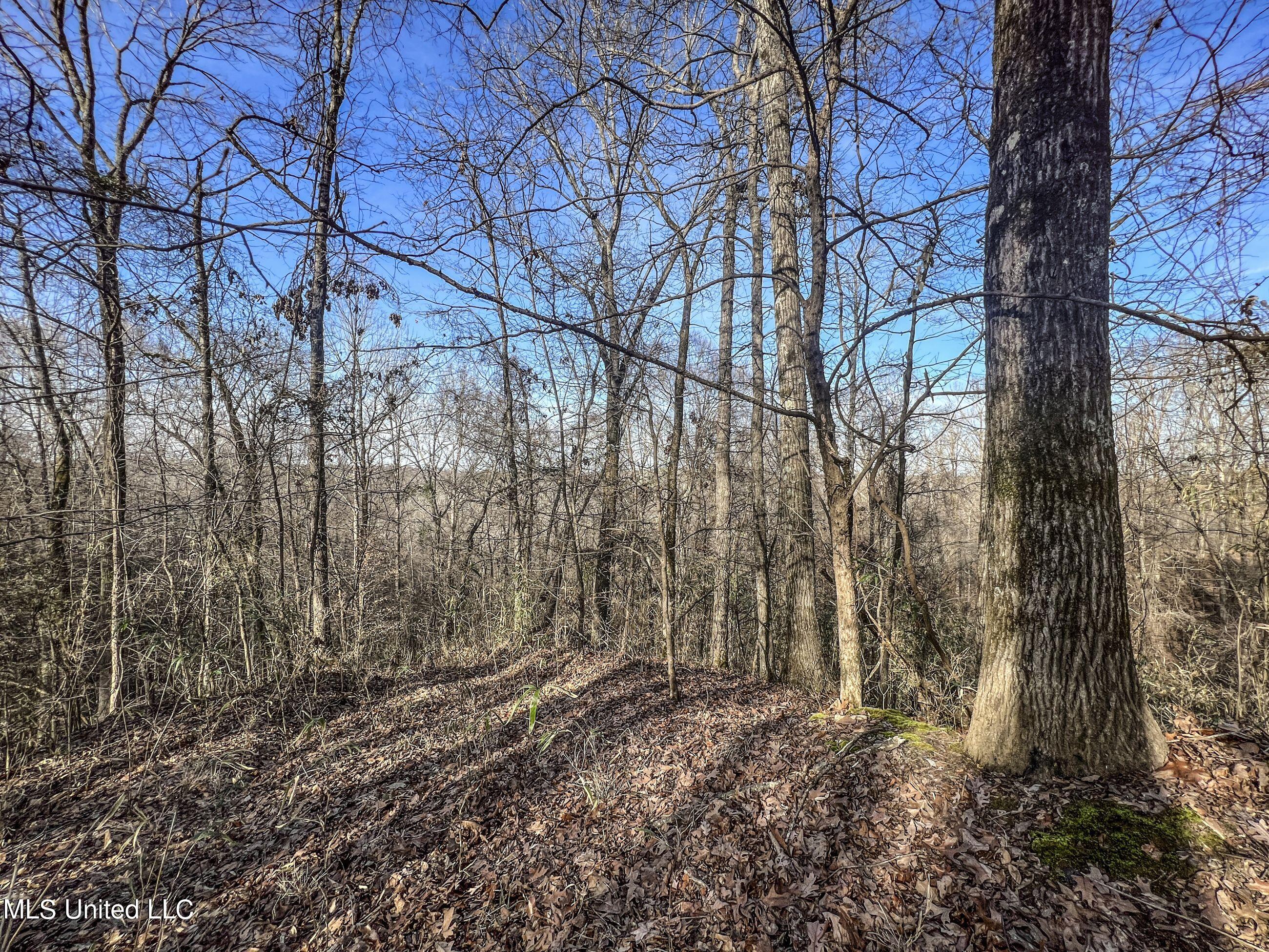 81 Cascilla Road Holcomb, MS 38940 - Photo 105 of 119 4prgv105