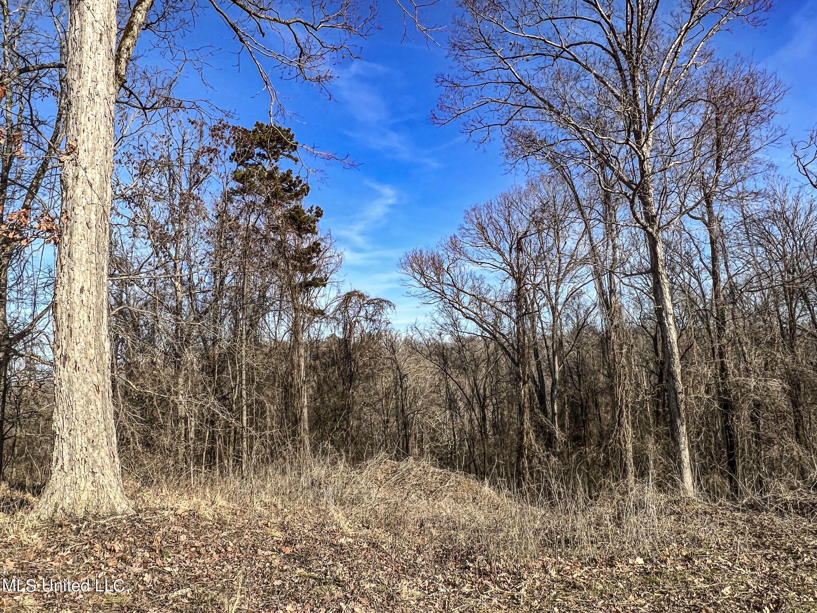 81 Cascilla Road Holcomb, MS 38940 - Photo 109 of 119 4prgv113