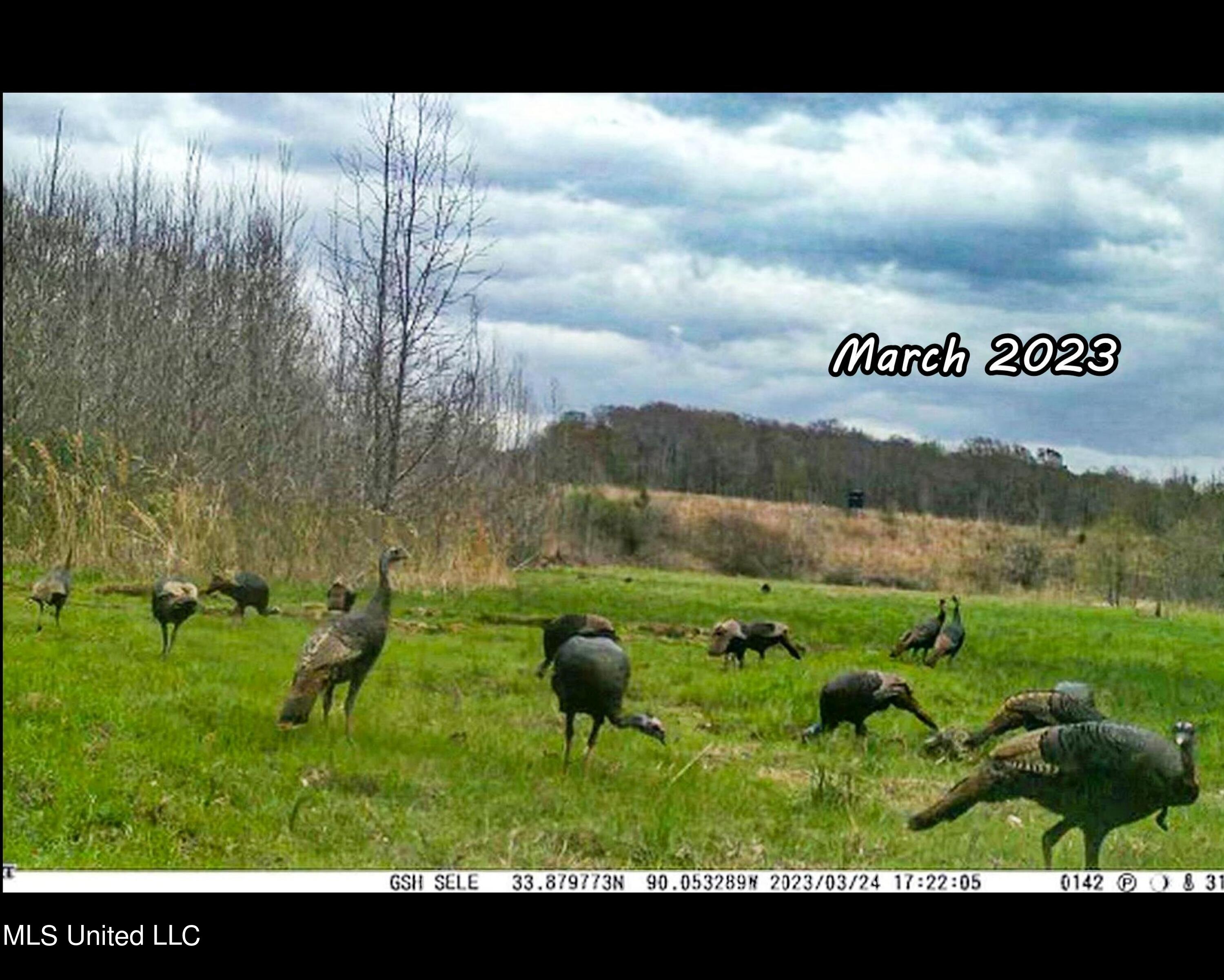 81 Cascilla Road Holcomb, MS 38940 - Photo 11 of 119 csrd19