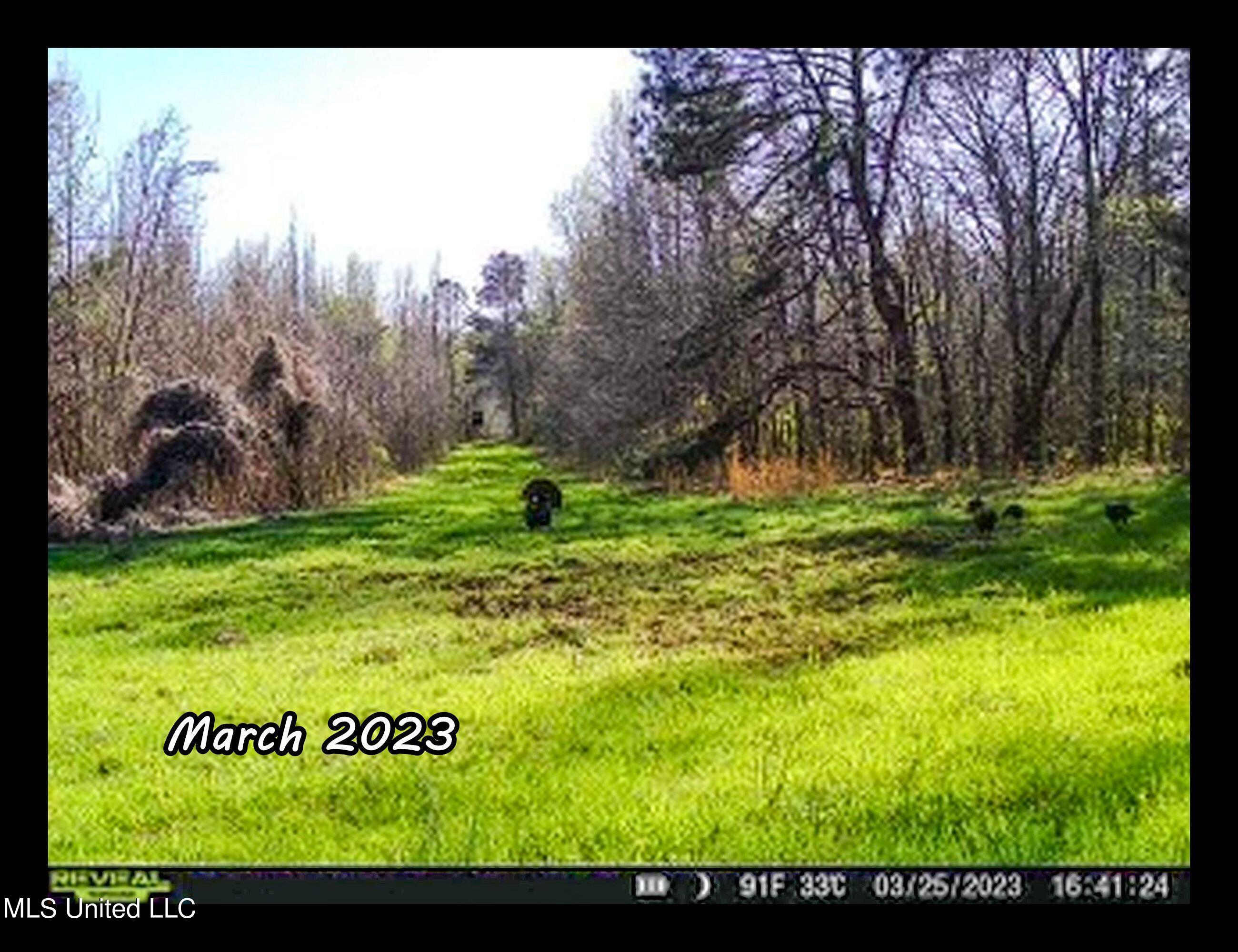 81 Cascilla Road Holcomb, MS 38940 - Photo 12 of 119 csrd20