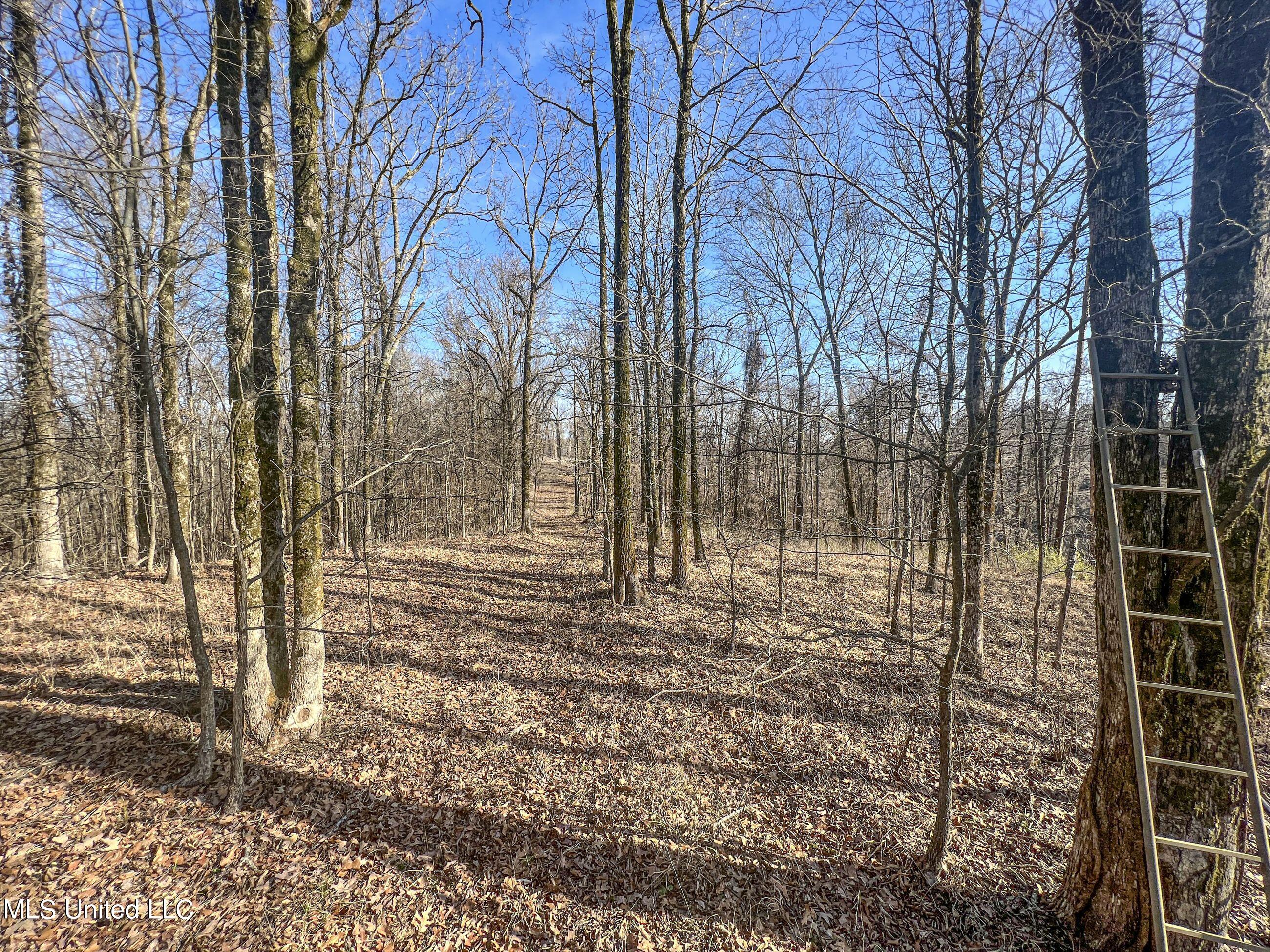 81 Cascilla Road Holcomb, MS 38940 - Photo 84 of 119 4prgv71